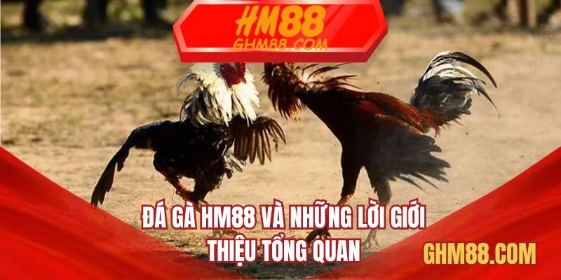 Đá gà HM88 và những lời giới thiệu tổng quan